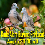 Kode Alam Burung Perkutut